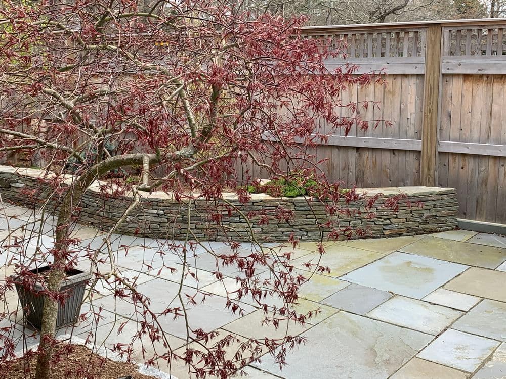 Japanese maple tree with red leaves in a stone patio garden setting, wooden fence background.